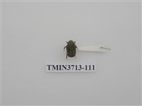 藏品(金龜子科)的圖片